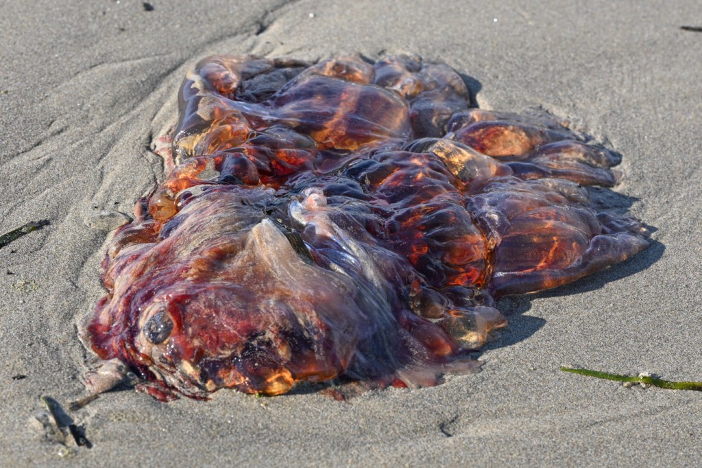 A beached lion's mane jellyfish (Cyanea capillata) rests on the sand. A few eelgrass Zostera blades share the scene.