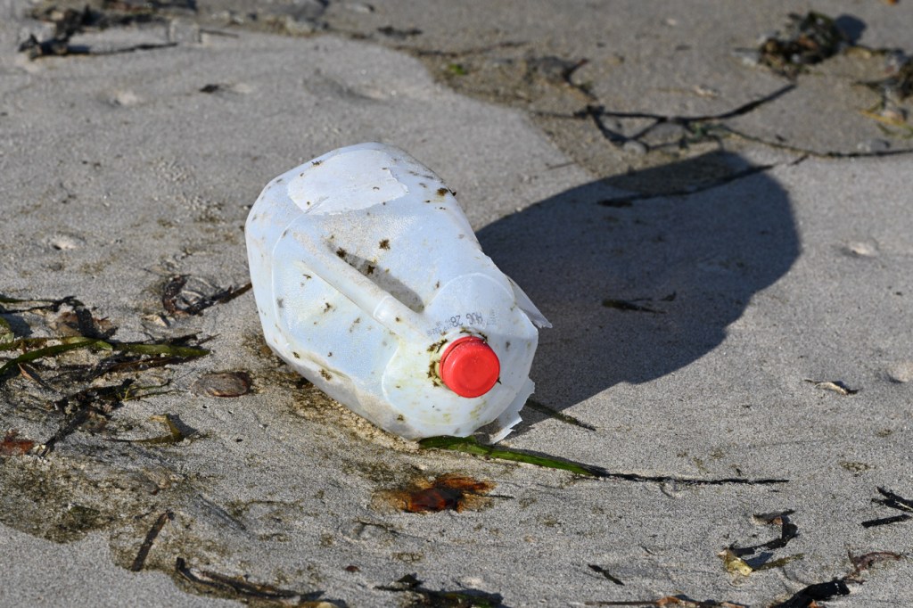A lightly encrusted 1-gallon jug resting on the sand among eelgrass (Zostera) blades and jelly fragments.