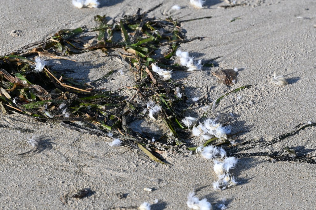 A bunch of breast feathers plucked by avian scavengers scattered on the sand and drift eelgrass (Zostera).