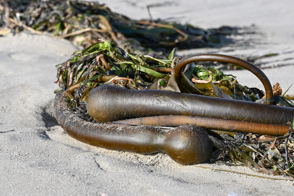 Bull kelp Nereocystis luetkeana floats and stipes rest on the sand among drift eelgrass Zostera.