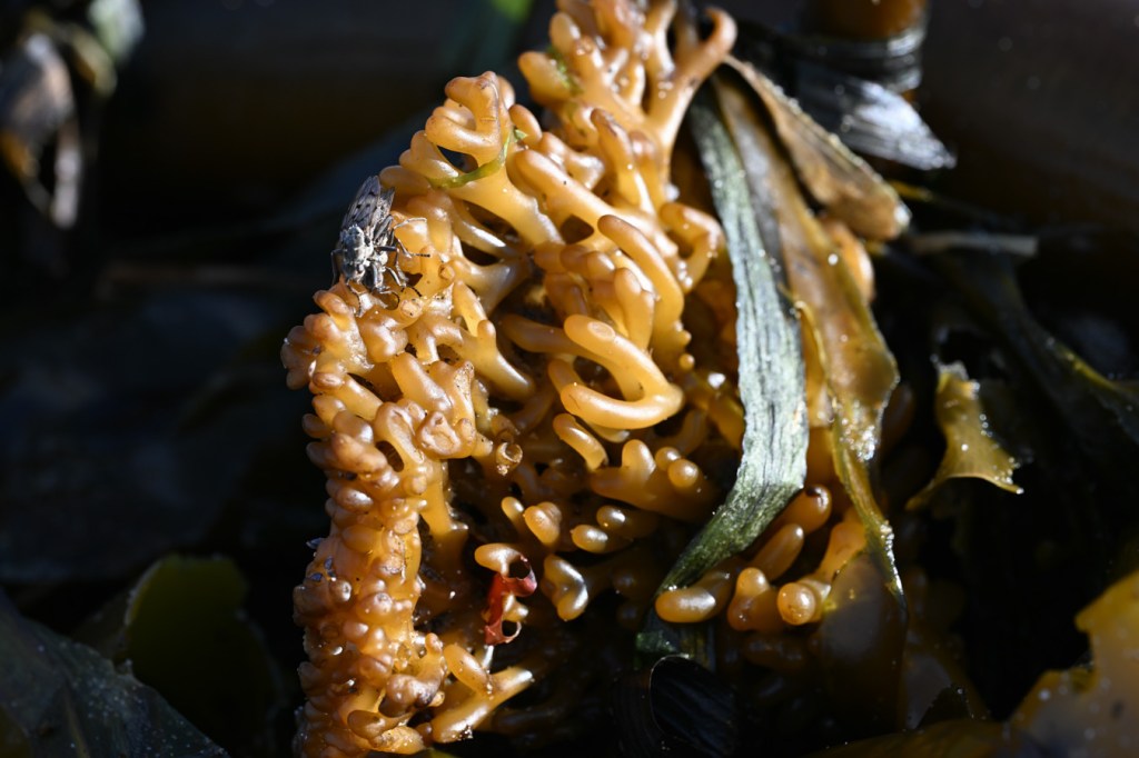 A bull kelp Nereocystis luetkeana holdfast rests among drifted Zostera.