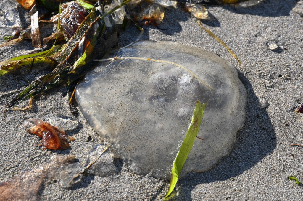A beached Pacific moon jelly (Aurelia labiata) rests on the sand. A few eelgrass Zostera blades share the scene.