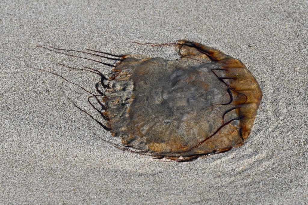 A beached Pacific sea nettle (Chrysaora fuscescens) rests on the sand.