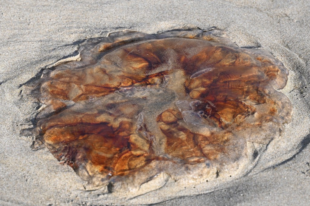A beached lion's mane jellyfish (Cyanea capillata) rests on the sand.