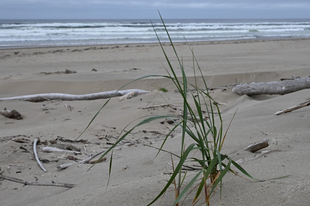 An isolated dunegrass (Leymus) plant on the seaward slope of the backshore shelf. In the background, the beach, surf zone, and beyond. Cloudy sky.