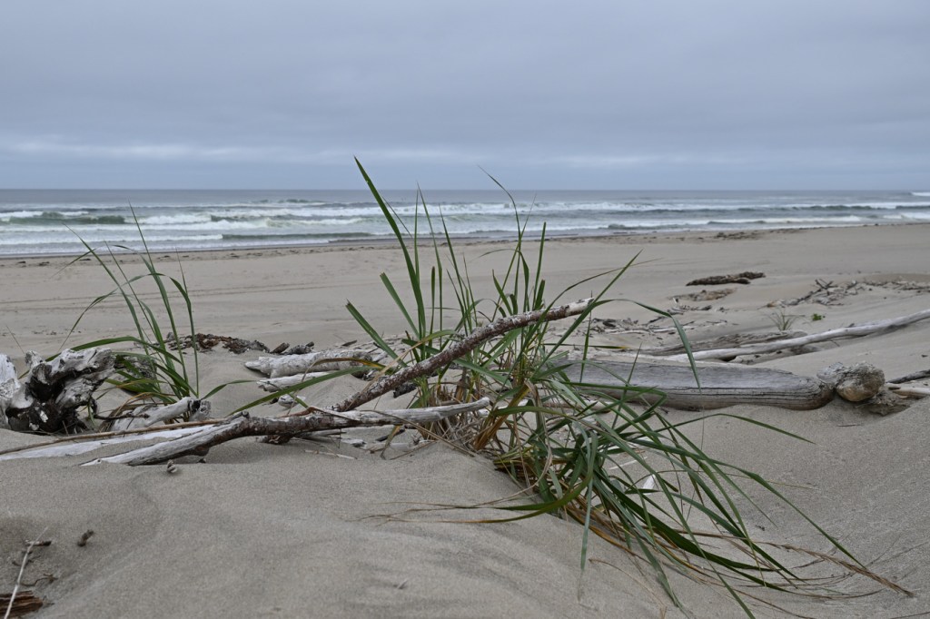 Dunegrass (Leymus) on the seaward slope of the backshore shelf. In the background, the beach, surf zone, and beyond. Cloudy sky.