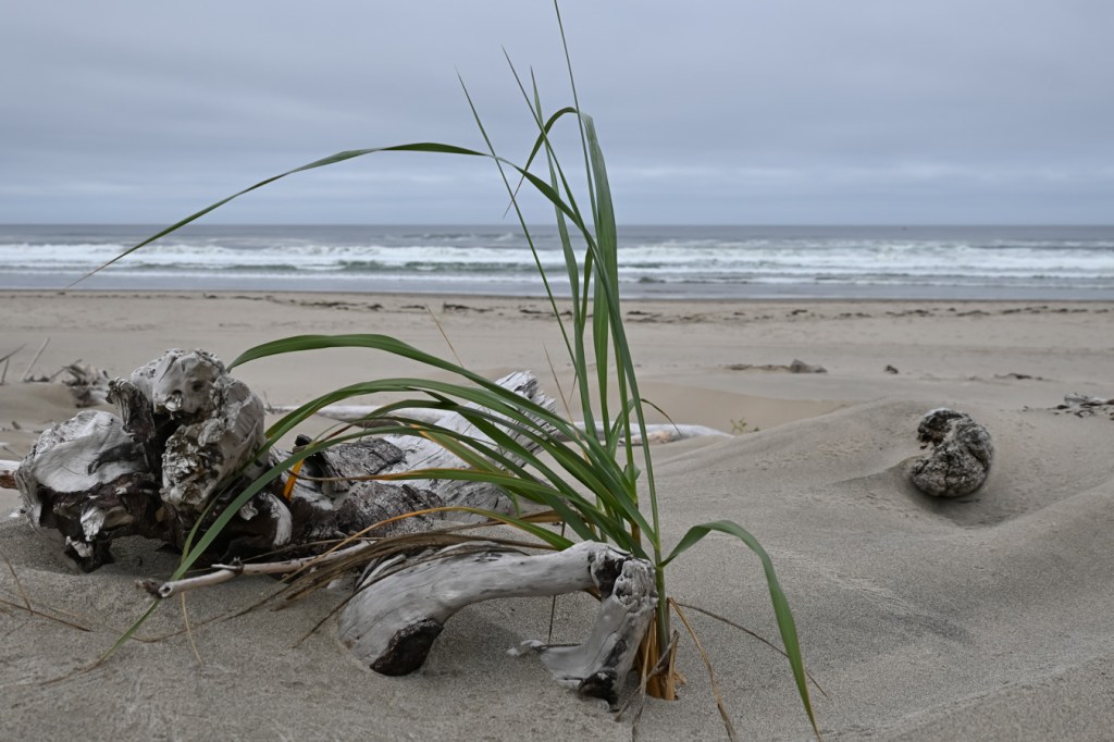 An isolated dunegrass (Leymus) plant on the seaward slope of the backshore shelf. In the background, the beach, surf zone, and beyond. Cloudy sky.