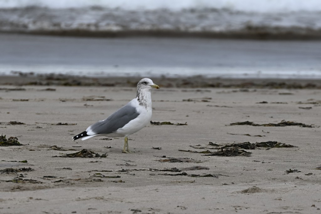 A California gull waiting, watching, in the midst of a wrack line dominated by eelgrass (Zostera). Swash zone in the background.
