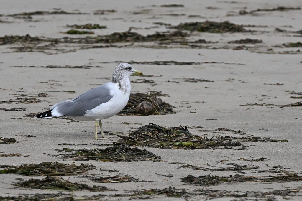 A California gull waiting, watching, in the midst of a wrack line dominated by eelgrass (Zostera).