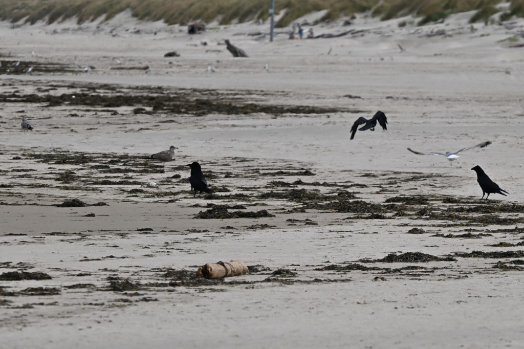 Three common ravens on a wrack line dominated by eelgrass (Zostera).