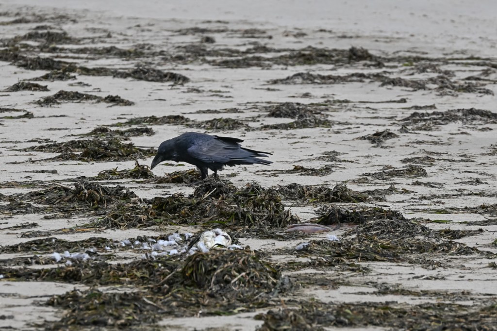 A common raven near a common murre carcass in a wrack line dominated by eelgrass (Zostera).