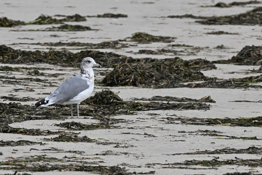 A California gull (I think) waiting, watching, in the midst of a wrack line dominated by eelgrass (Zostera).
