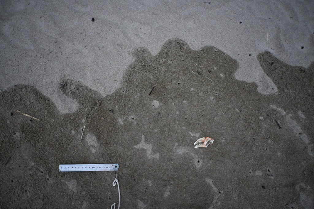 The sinuous boundary between dry sand, above, and wet sand below. 15 cm rule for scale.