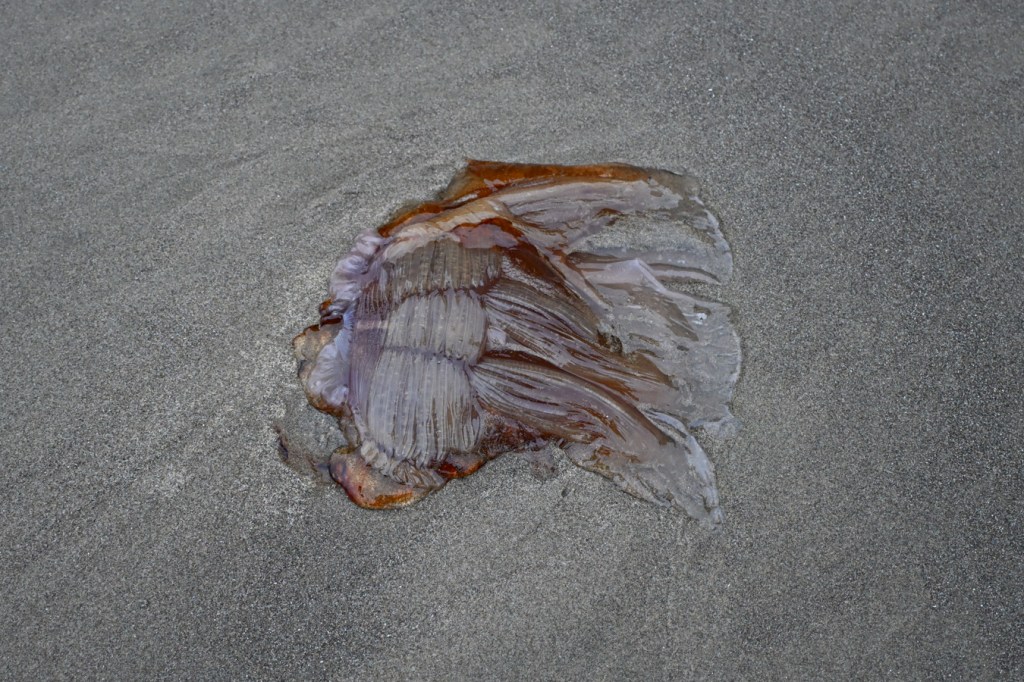 A beached fragment of a lion's mane jellyfish (Cyanea capillata) rests on the sand.