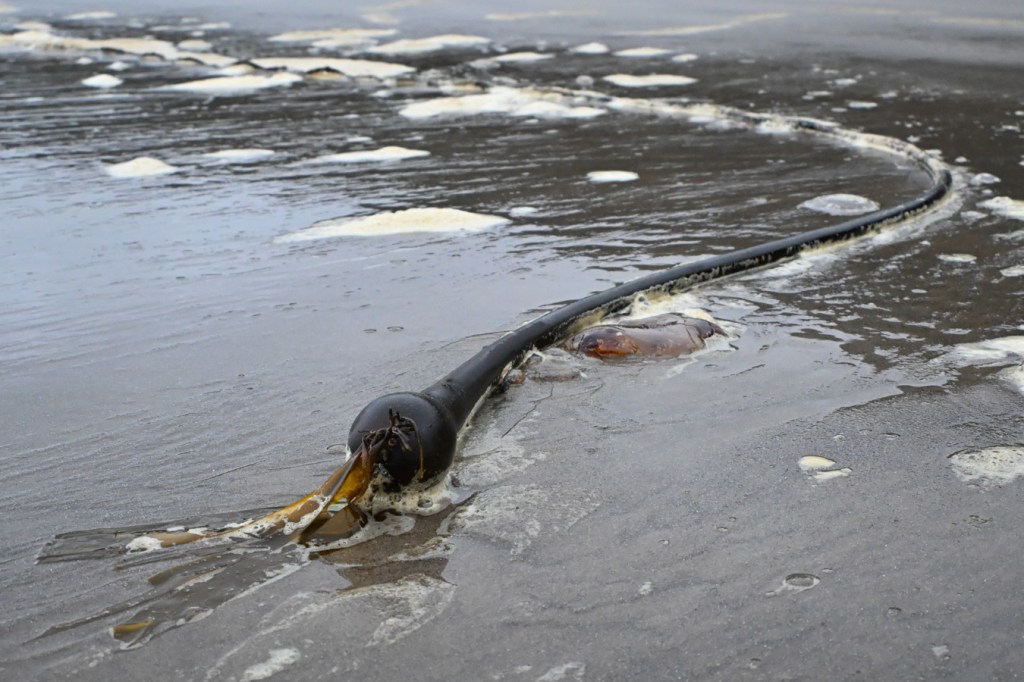 A single bull kelp (Nereocystis) float, stipe, and eroded blades, sits, briefly at rest, in the swash, surrounded by sea foam.