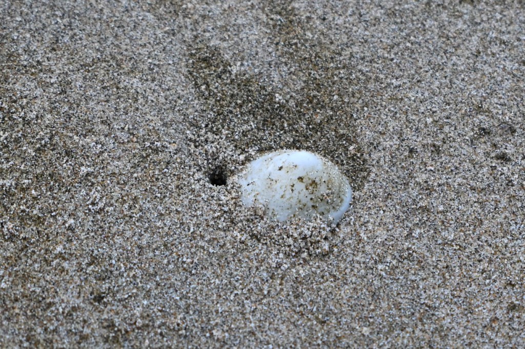 An empty and drifted whitecap limpet (Acmaea mitra) shell rests on the sand.