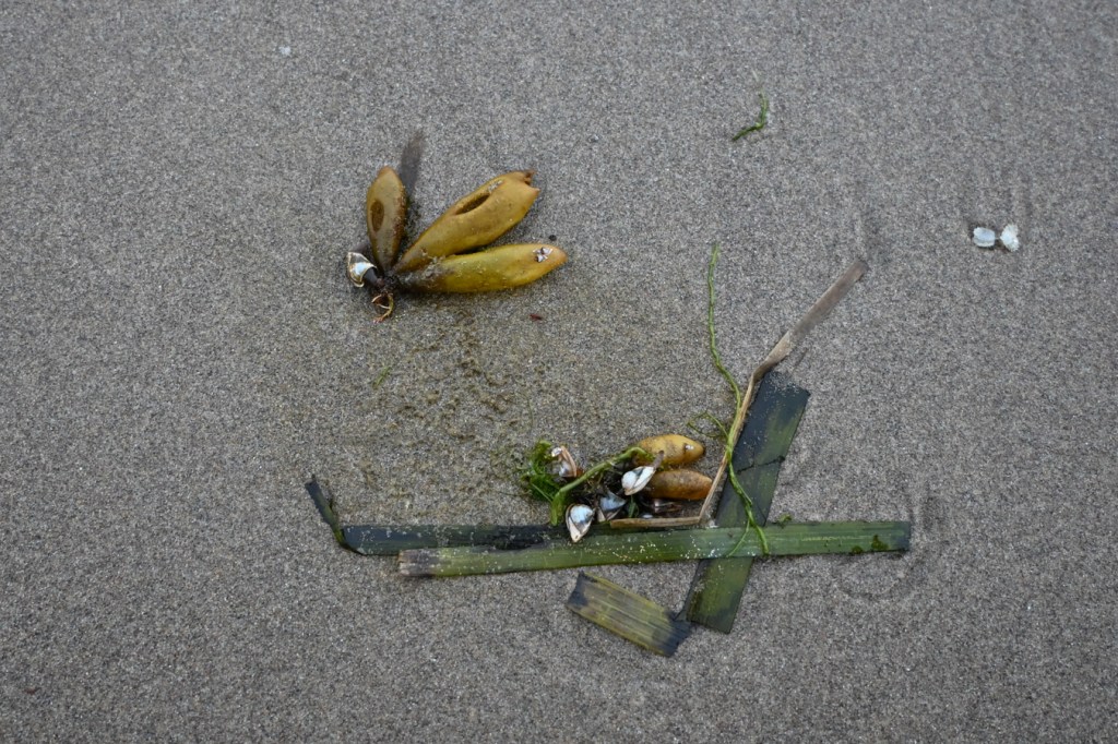 An assortment of drifted materials rest on the sand: Halosaccion, Fucus, some strands of an inscrutable green seaweed, Zostera, and some snail egg cases, probably Nassarius fossatus.