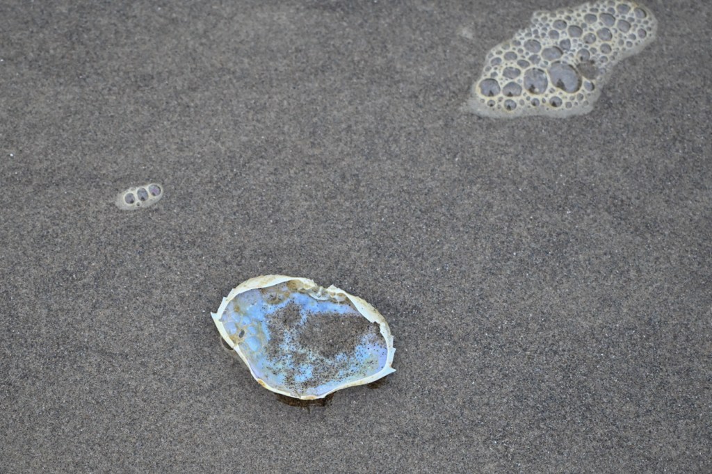 Dungeness crab (Metacarcinus magister) carapace, upside down, resting, briefly, on wet sand in the swash zone.