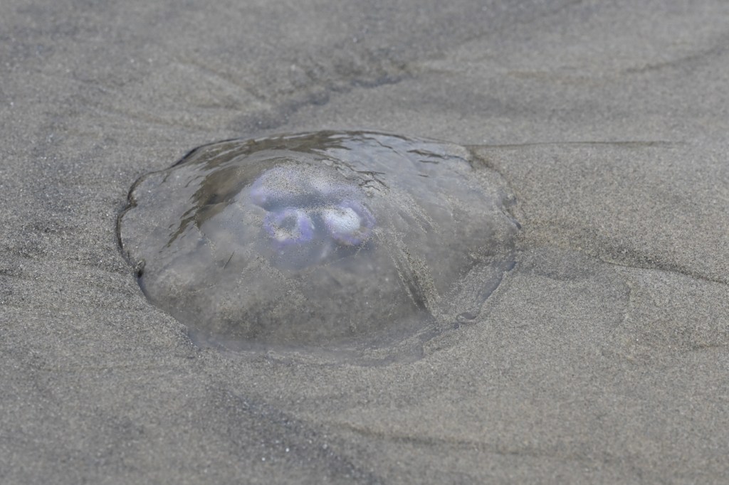 A beached moon jelly (Aurelia labiata) rests on the sand.