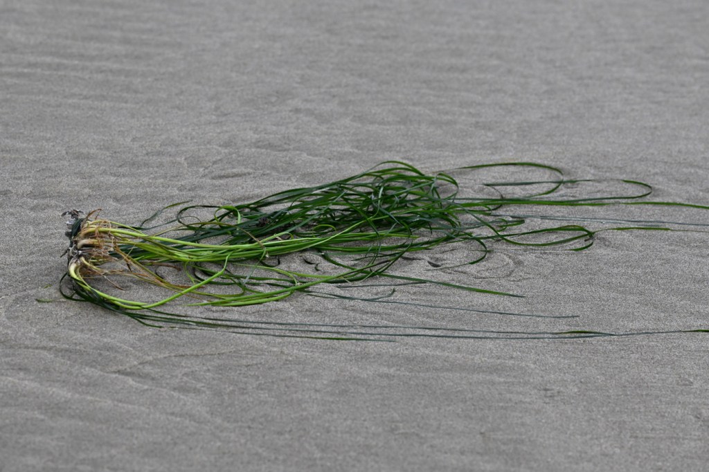 A small drift mass of surfgrass (Phyllospadix) rests on the sand.