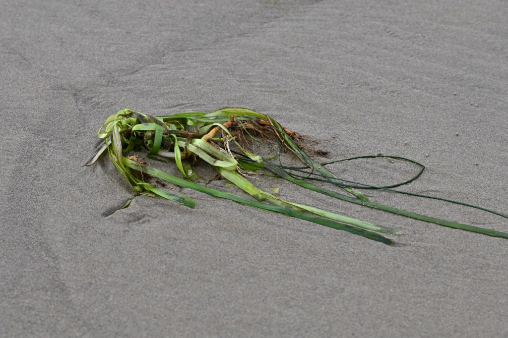 A fresh mass of drifted eelgrass (Zostera) rests on wet sand.