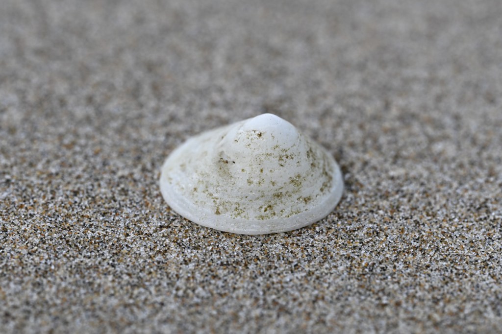 A closeup side view of a cleaned-up whitecap limpet (Acmaea mitra) shell on sand.