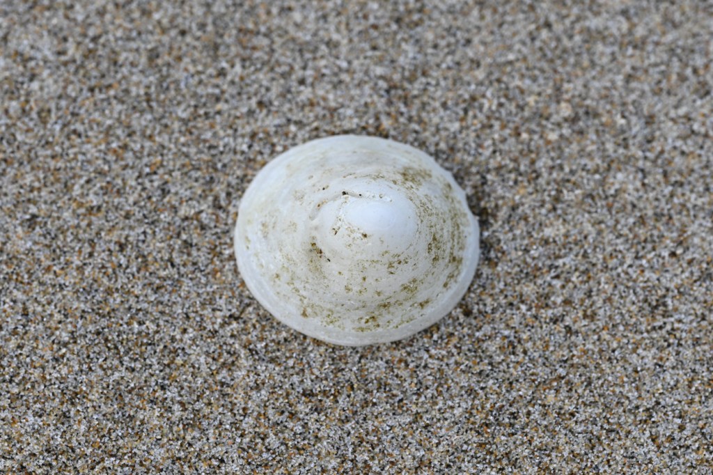 A closeup top view of a cleaned-up whitecap limpet (Acmaea mitra) shell on sand.