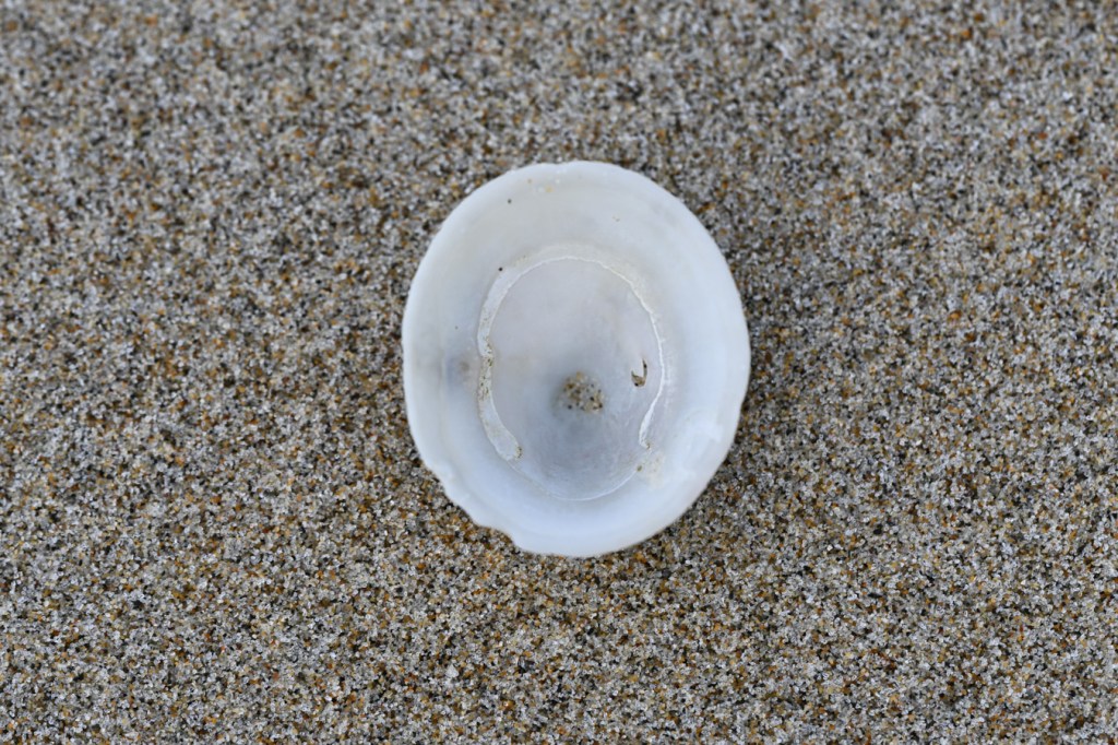 A closeup view  inside the interior of a cleaned-up whitecap limpet (Acmaea mitra) shell on sand.