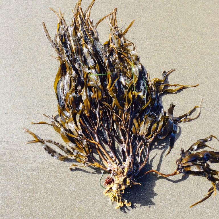 A detached and drifted northern tree kelp (Lessoniopsis littoralis) rests on the sand.