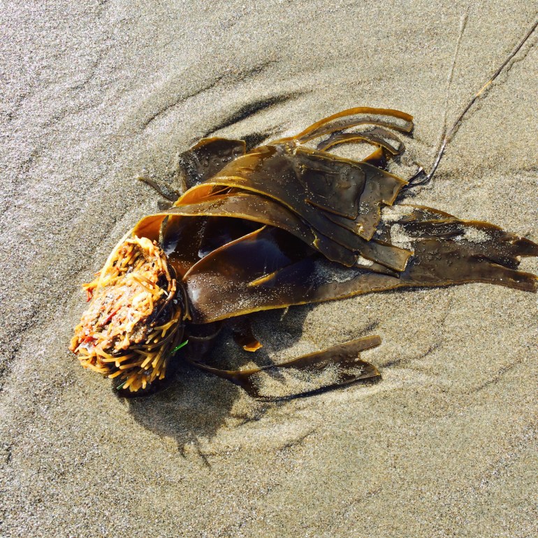 Detached and drifted sea cabbage (Hedophyllum sessile) rests on the sand.