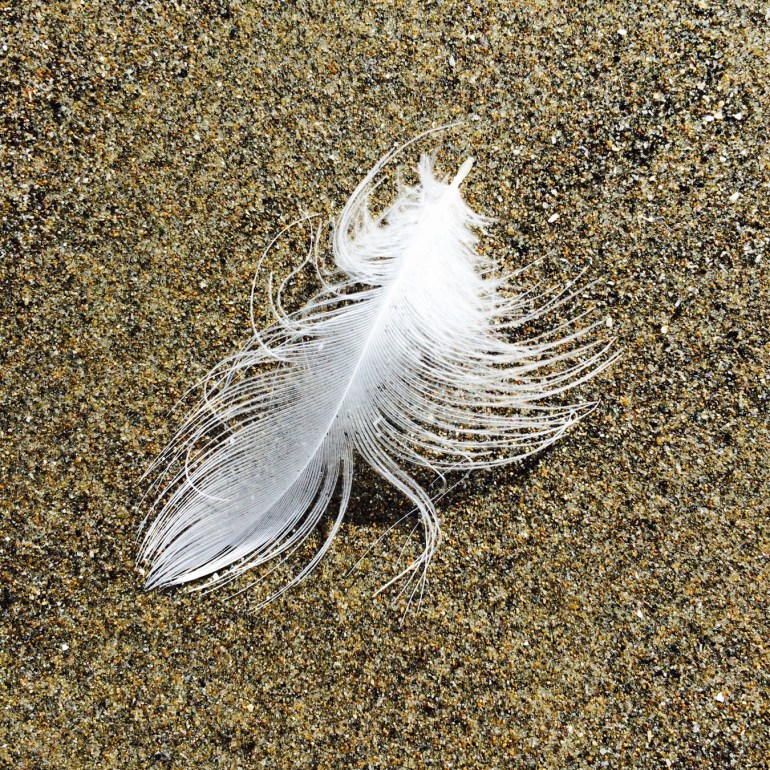 A downy feather rests on the sand.