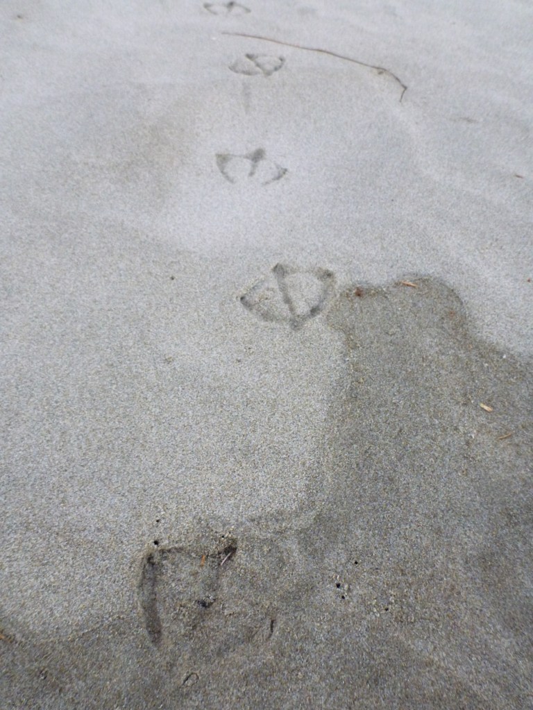 Gull track at the boundary between wet and dry sand.