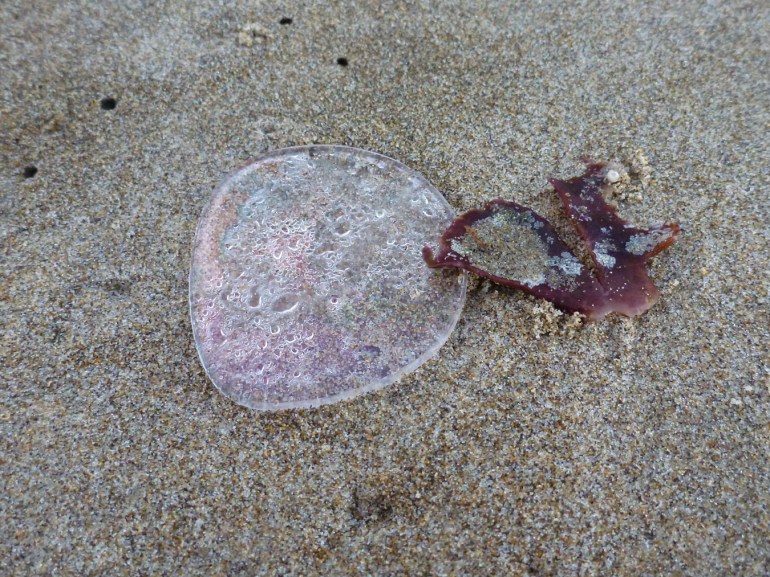 A lost eye glasses lens rests on the sand.