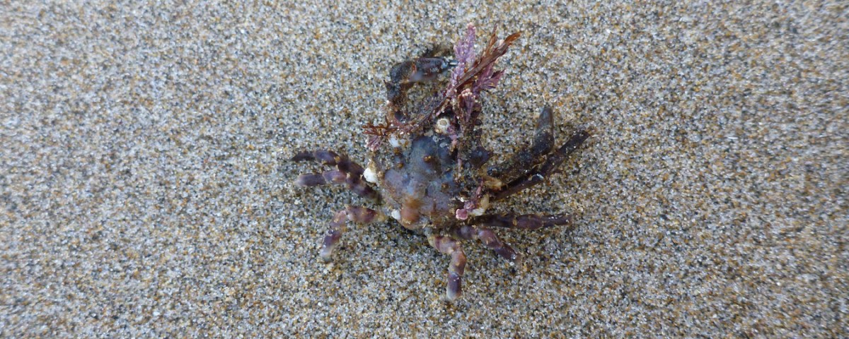 A graceful kelp crab Pugettia gracilis adorned with a variety of red seaweeds, rests on the sand.