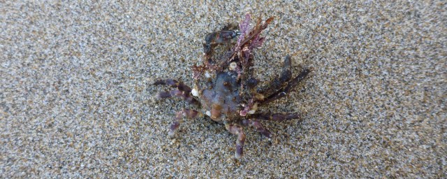 A graceful kelp crab Pugettia gracilis adorned with a variety of red seaweeds, rests on the sand.