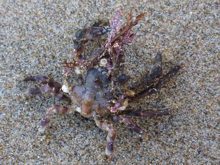 A graceful kelp crab Pugettia gracilis adorned with a variety of red seaweeds, rests on the sand.