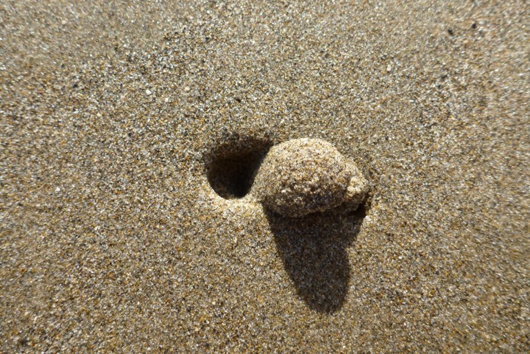 A lone show of the purple olive Callianax biplicata dimples the sand.