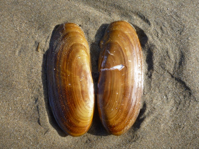 Both valves of an empty Pacific razor clam (Siliqua patula) shell rest on the sand, exterior surfaces exposed.