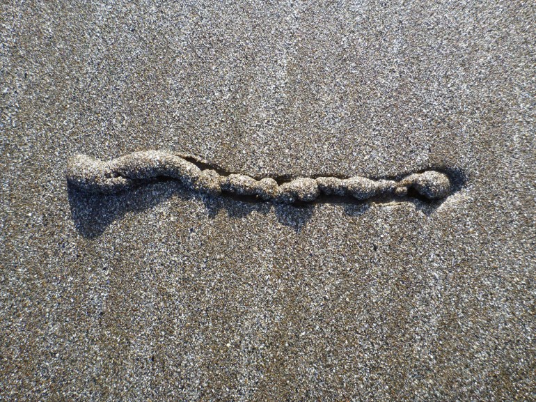 A lone show, a mounded trail, of the purple olive (Callianax biplicata) just under the sand's surface.