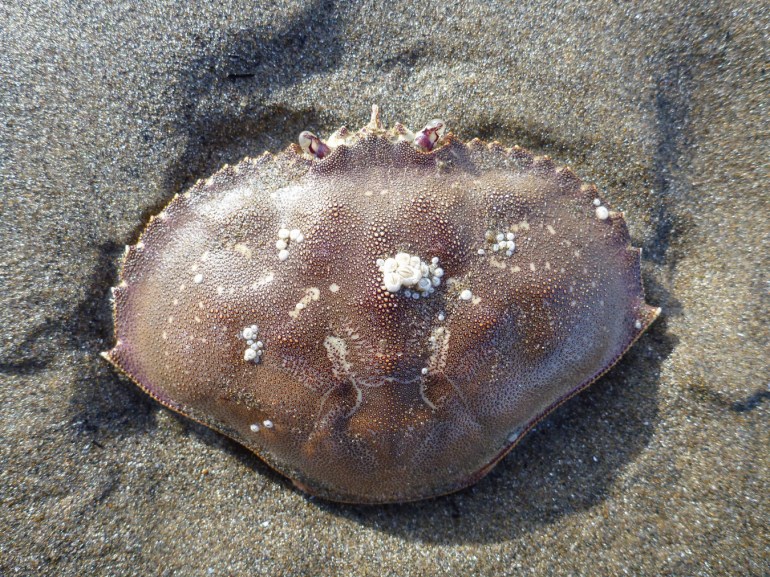 An empty Dungeness crab (Metacarcinus magister) carapace, with a few barnacles, rests on the sand.
