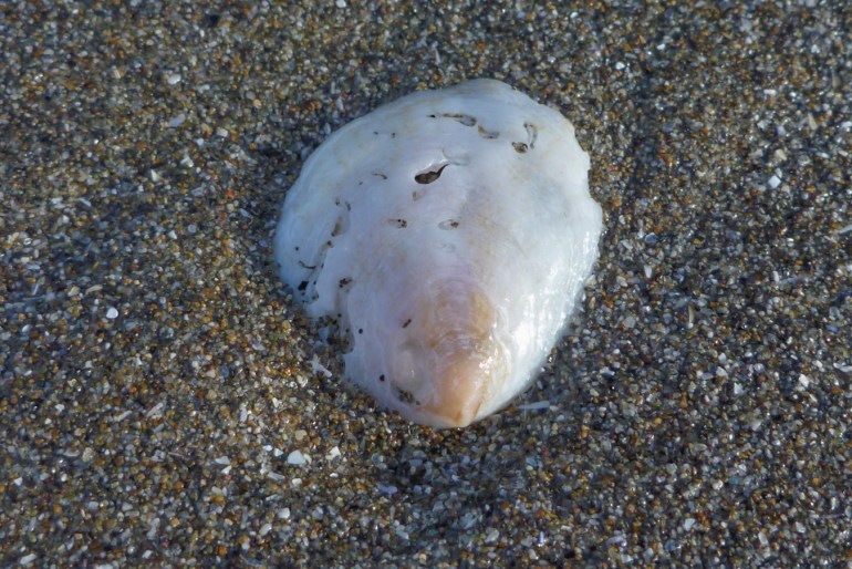 An empty and drifted slippersnail (Crepidula) rests, exterior surface exposed, on the sand.