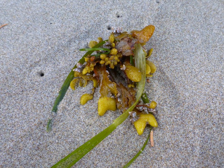 Drift Fucus, eelgrass (Zostera), and some hitchhiking pelagic barnacles rest on the sand.