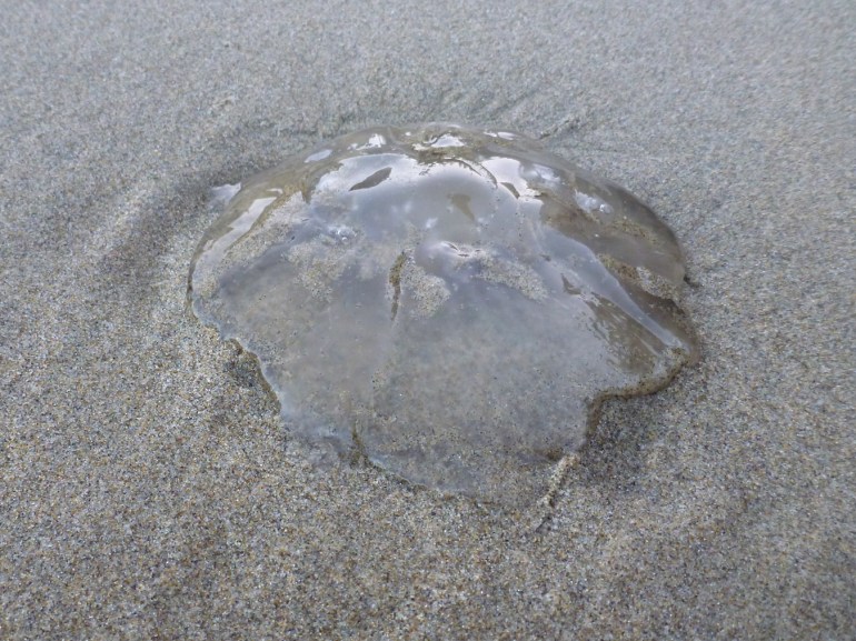 Closeup of a beached moon jelly Aurelia labiata resting on the sand.