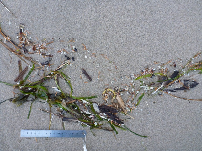 The drift line is a mix of items from various ecosystems on clean sand. 15 cm rule for scale.