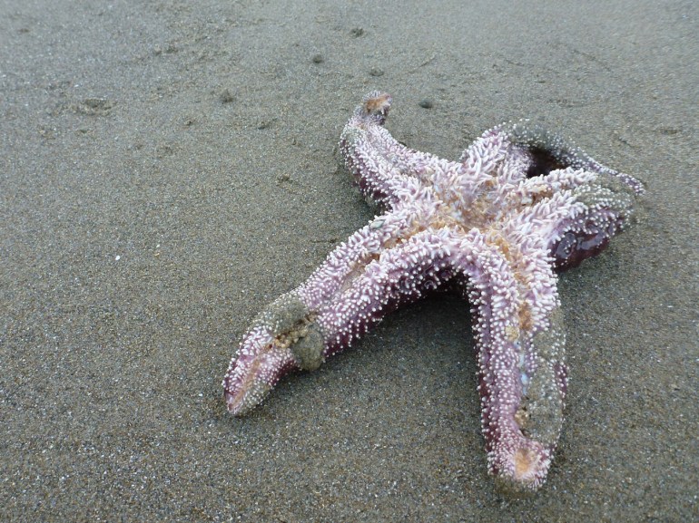 An ochre star (Pisaster ochraceus) rests upside down on the sand with bird tracks.
