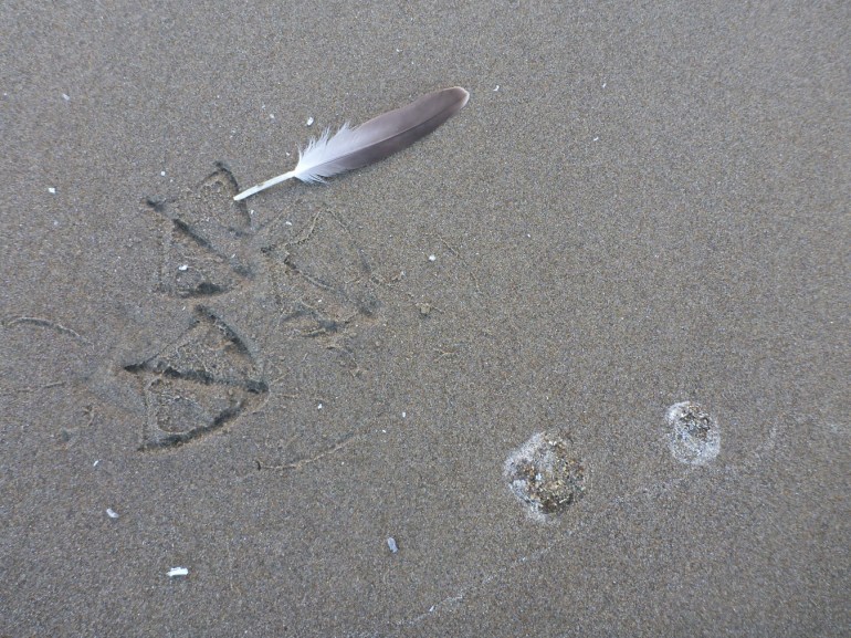 Two gull footprints, a feather, and two poops on the sand.