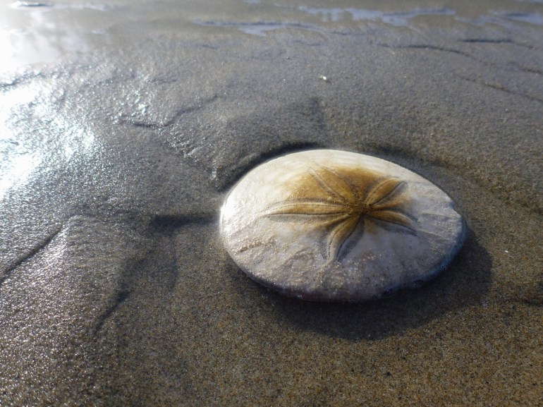 An empty and drifted eccentric sand dollar (Dendraster excentricus) shell rests on wet sand.