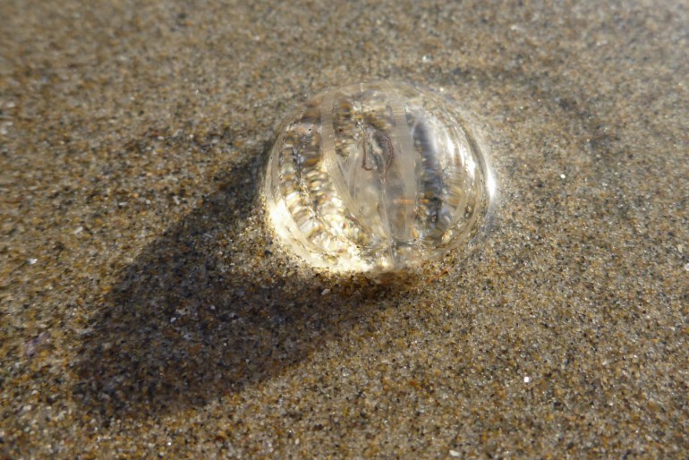 A beached sea gooseberry (Pleurobrachia)
