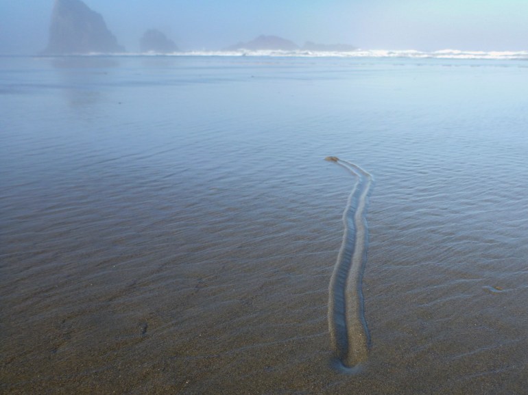 A lone purple olive (Callianax biplicata) makes a track over wet sand. Swash and surf zones in the distance, and a sea stack and some offshore rocks.