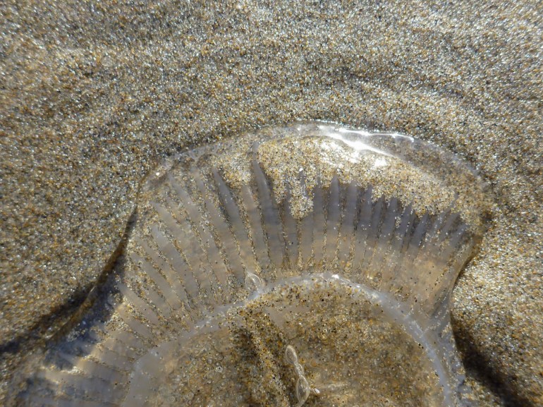 A beached fragment of a crystal jelly (Aequorea) rests on the sand.